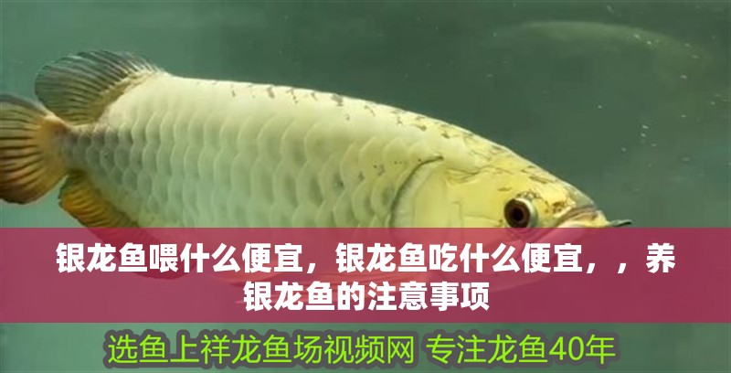 銀龍魚喂什么便宜，銀龍魚吃什么便宜，，養銀龍魚的注意事項