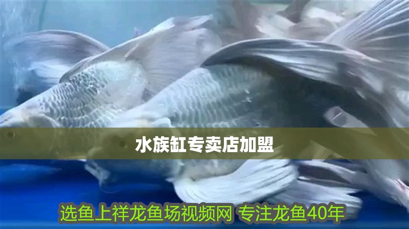 我的虎魚(yú)真菌感染了要怎么處理 水族缸專賣店加盟 龍魚(yú)論壇 水族缸專賣店加盟 水族缸專賣店加盟 龍魚(yú)論壇