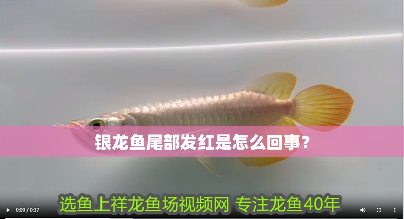 銀龍魚尾部發紅是怎么回事？ 銀龍魚尾部發紅是怎么回事？ 銀龍魚百科