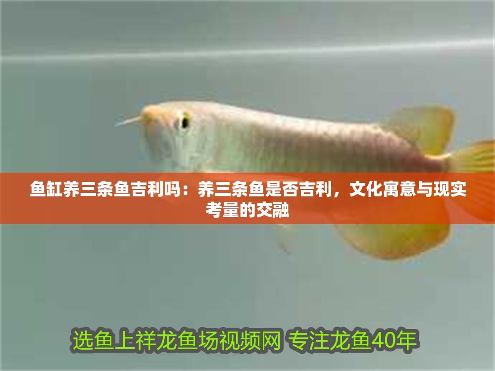 魚(yú)缸養(yǎng)三條魚(yú)吉利嗎：養(yǎng)三條魚(yú)是否吉利，文化寓意與現(xiàn)實(shí)考量的交融