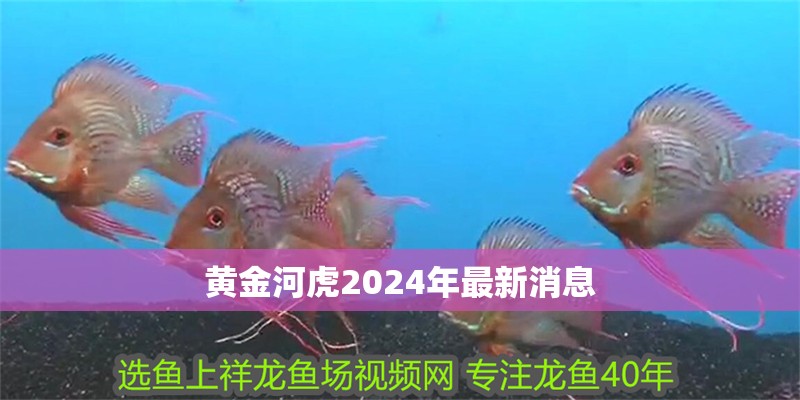 魚缸過濾器選購指南:自制魚缸過濾器魚缸上置過濾器對(duì)于養(yǎng)魚愛好者的必備知識(shí) 黃金河虎2024年最新消息 龍魚論壇 黃金河虎2024年最新消息 黃金河虎2024年最新消息 龍魚論壇