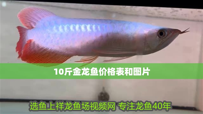 10斤金龍魚價格表和圖片