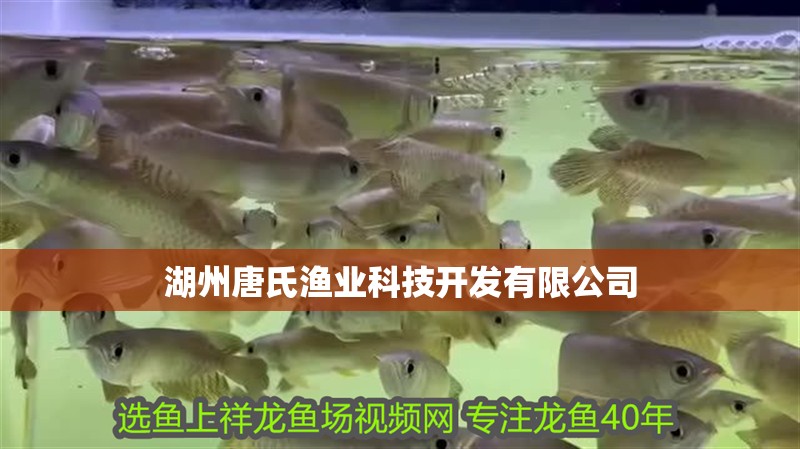 <strong><mark>湖州</mark></strong>唐氏漁業科技開發有限公司