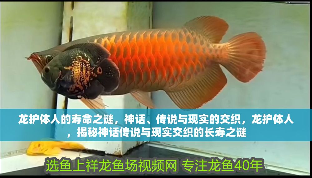 龍護(hù)體人的壽命之謎，神話、傳說與現(xiàn)實(shí)的交織，龍護(hù)體人，揭秘神話傳說與現(xiàn)實(shí)交織的長(zhǎng)壽之謎