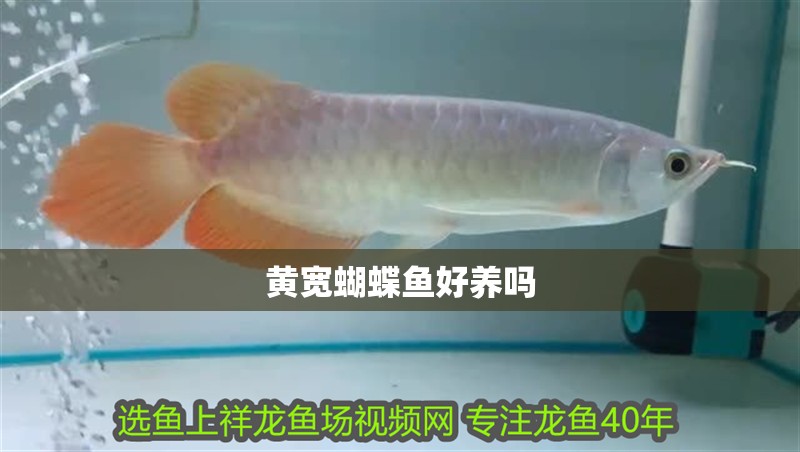 黃寬蝴蝶魚好養嗎