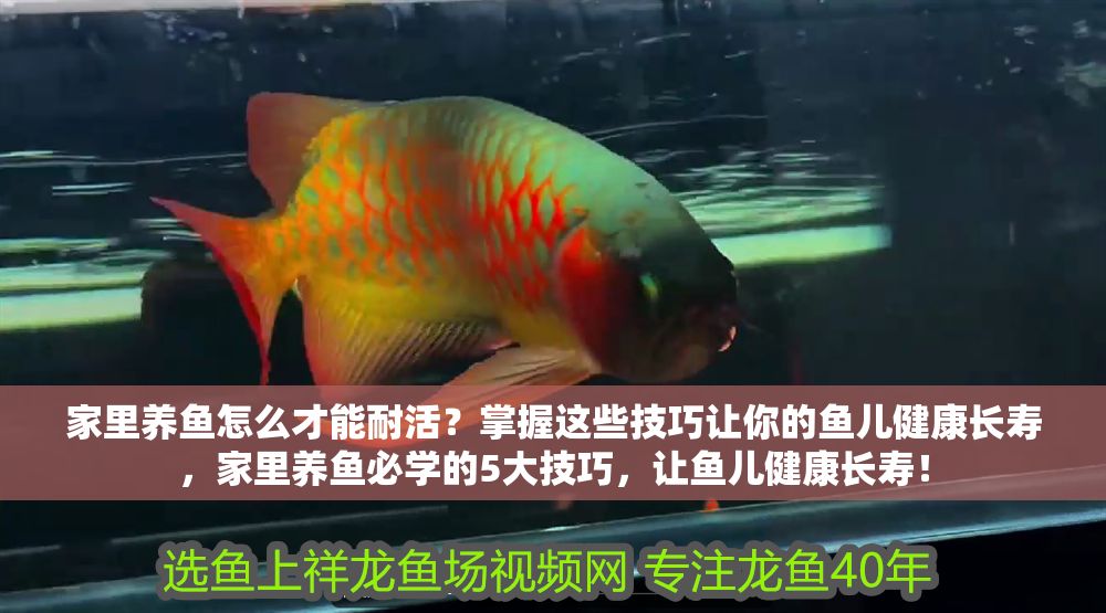 家里養魚怎么才能耐活？掌握這些技巧讓你的魚兒健康長壽，家里養魚必學的5大技巧，讓魚兒健康長壽！