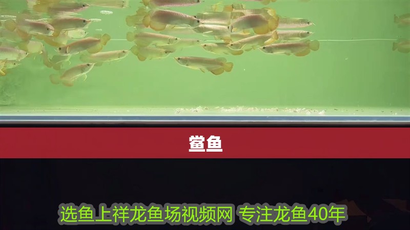 鱟魚