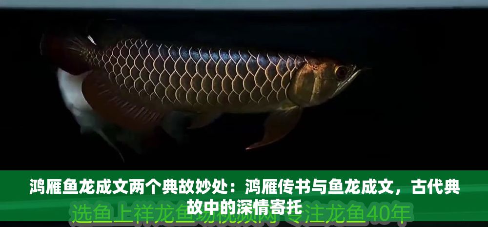 鴻雁魚龍成文兩個典故妙處：鴻雁傳書與魚龍成文，古代典故中的深情寄托