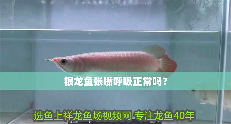 銀龍魚張嘴呼吸正常嗎？