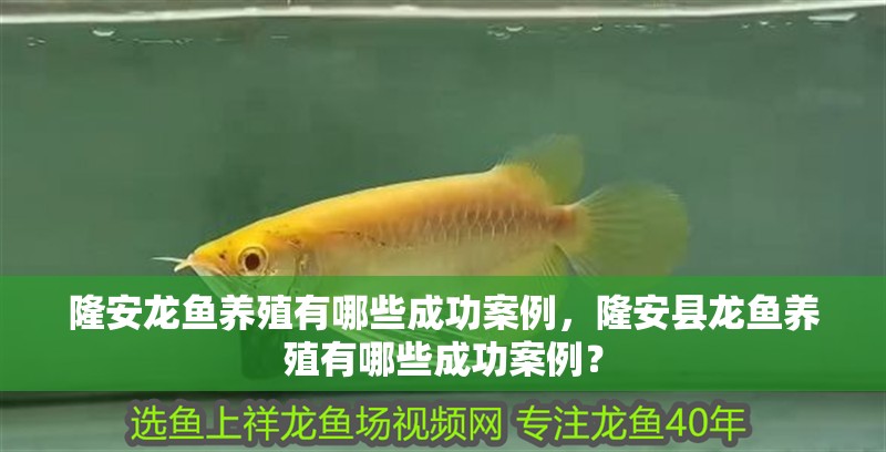 隆安龍魚養殖有哪些成功案例，隆安縣龍魚養殖有哪些成功案例？ 隆安龍魚養殖有哪些成功案例，隆安縣龍魚養殖有哪些成功案例？ 龍魚百科
