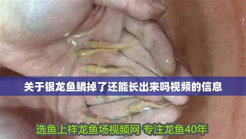 魚缸用增氧泵價格是多少:魚缸增氧機-xtrac增氧機-xtrac增氧機 關于銀龍魚鱗掉了還能長出來嗎視頻的信息 銀龍魚百科 關于銀龍魚鱗掉了還能長出來嗎視頻的信息 關于銀龍魚鱗掉了還能長出來嗎視頻的信息 銀龍魚百科