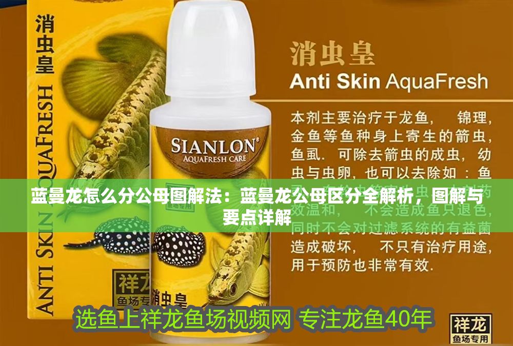 藍曼龍怎么分公母圖解法：藍曼龍公母區分全解析，圖解與要點詳解