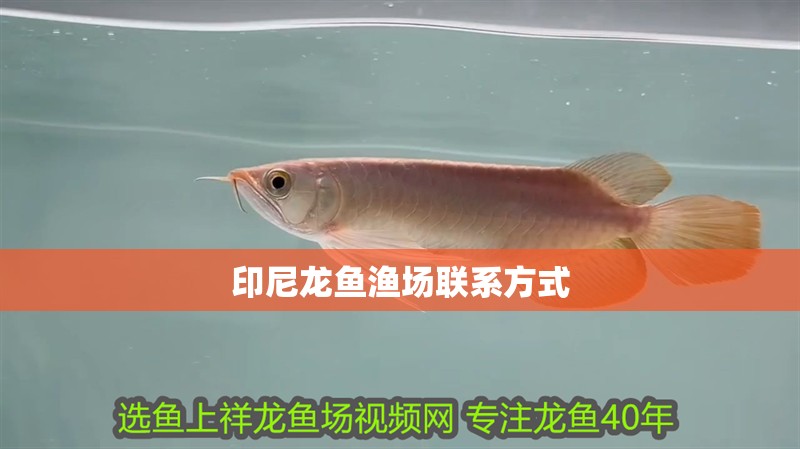 印尼龍魚漁場聯(lián)系方式