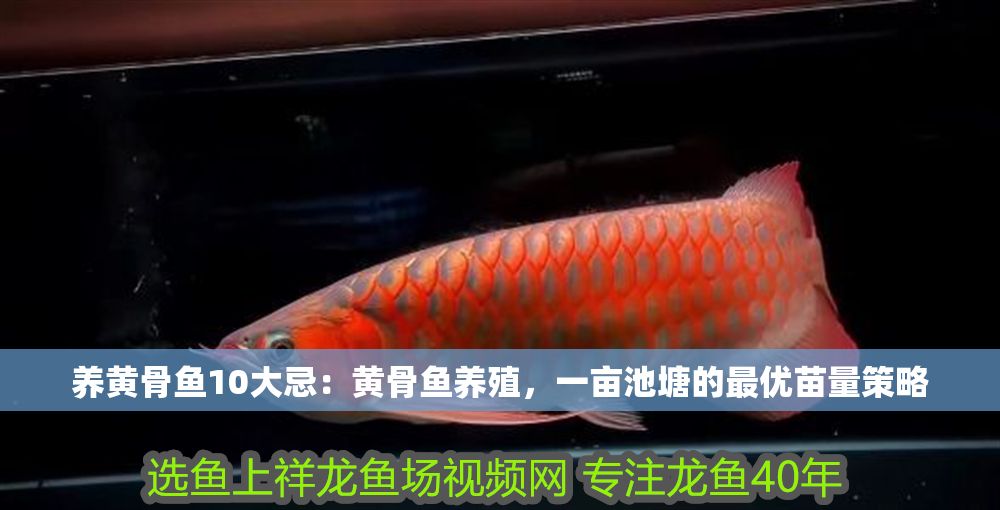 養(yǎng)黃骨魚10大忌：黃骨魚養(yǎng)殖，一畝池塘的最優(yōu)苗量策略