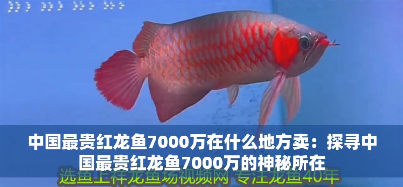 中國最貴紅龍魚7000萬在什么地方賣：探尋中國最貴紅龍魚7000萬的神秘所在