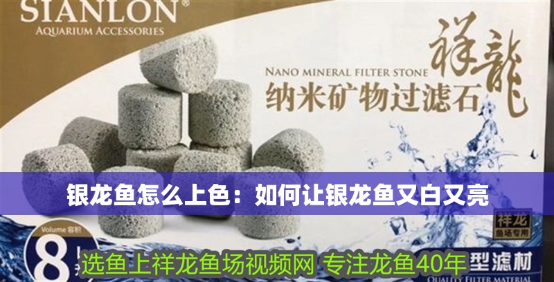 銀龍魚怎么上色：如何讓銀龍魚又白又亮