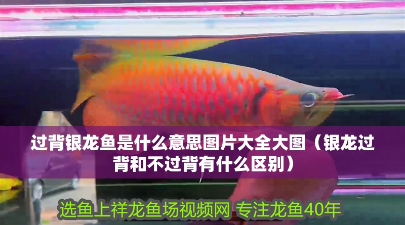 過背銀龍魚是什么意思圖片大全大圖（銀龍過背和不過背有什么區(qū)別）