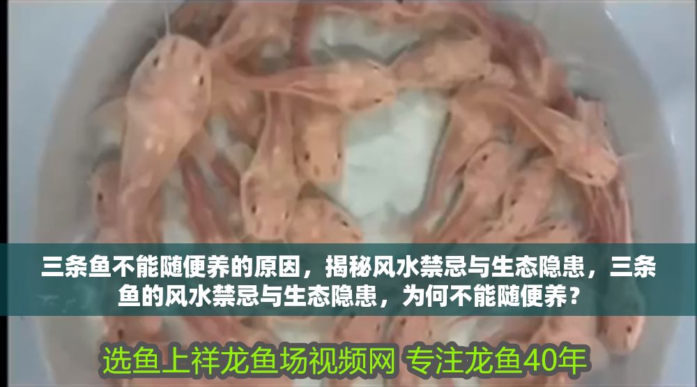 三條魚不能隨便養(yǎng)的原因，揭秘風水禁忌與生態(tài)隱患，三條魚的風水禁忌與生態(tài)隱患，為何不能隨便養(yǎng)？