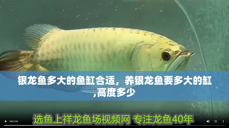 銀龍魚多大的魚缸合適，養銀龍魚要多大的缸,高度多少