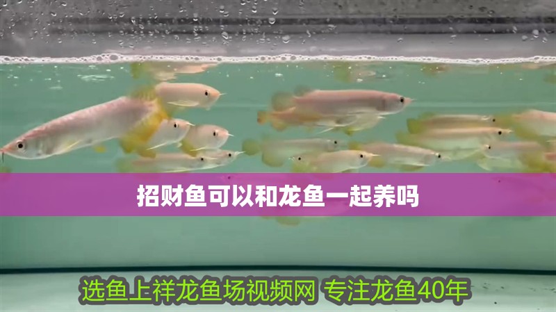 招財魚可以和龍魚一起養(yǎng)嗎 招財魚可以和龍魚一起養(yǎng)嗎 龍魚百科