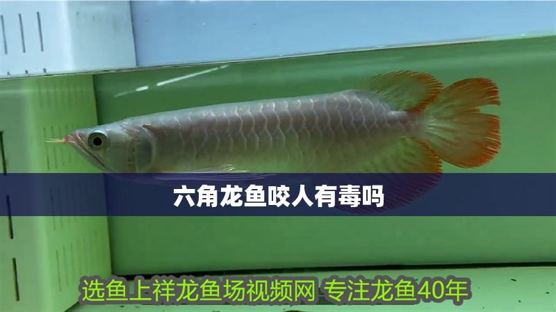 六角龍魚咬人有毒嗎 六角龍魚咬人有毒嗎 龍魚百科