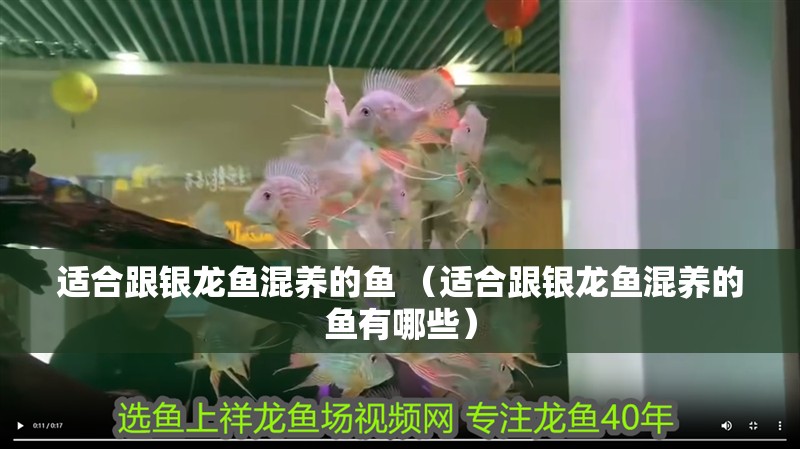 魚缸用增氧泵價格是多少:魚缸增氧機-xtrac增氧機-xtrac增氧機 適合跟銀龍魚混養的魚 (適合跟銀龍魚混養的魚有哪些) 銀龍魚百科 適合跟銀龍魚混養的魚 (適合跟銀龍魚混養的魚有哪些) 適合跟銀龍魚混養的魚 (適合跟銀龍魚混養的魚有哪些) 銀龍魚百科