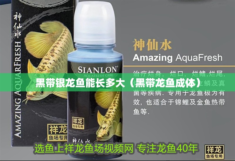 黑帶銀龍魚能長多大（黑帶龍魚成體）