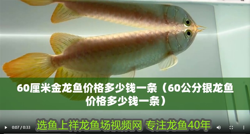 60厘米金龍魚價格多少錢一條（60公分銀龍魚價格多少錢一條） 60厘米金龍魚價格多少錢一條（60公分銀龍魚價格多少錢一條） 銀龍魚百科