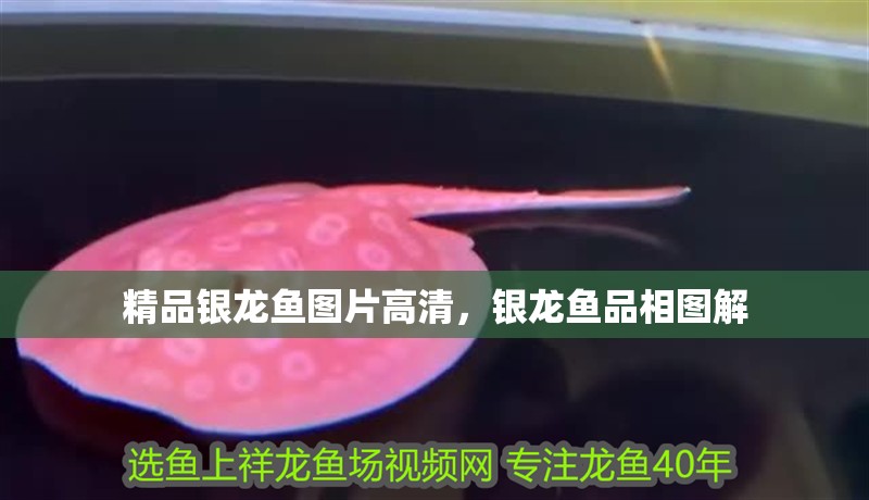 精品銀龍魚圖片高清，銀龍魚品相圖解