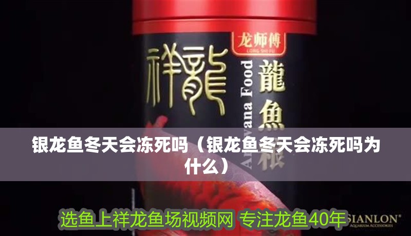 銀龍魚冬天會凍死嗎（銀龍魚冬天會凍死嗎為什么）