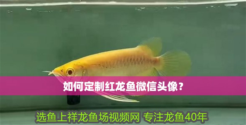 如何定制紅龍魚微信頭像？
