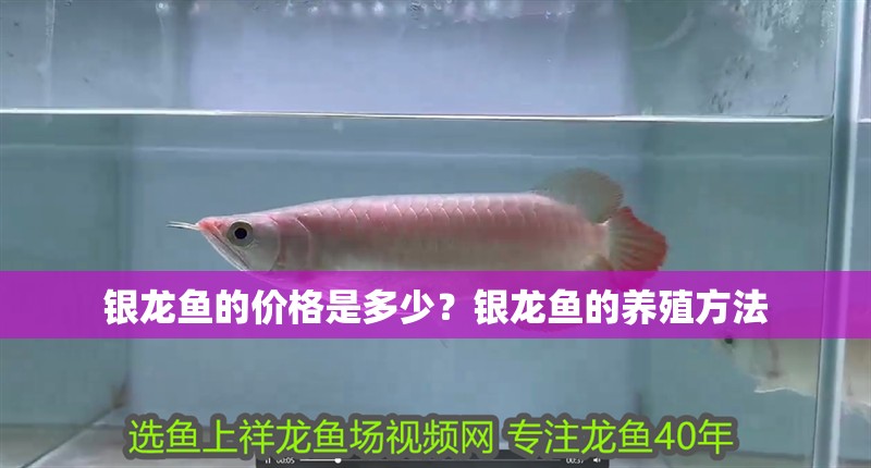 銀龍魚的價格是多少？銀龍魚的養殖方法