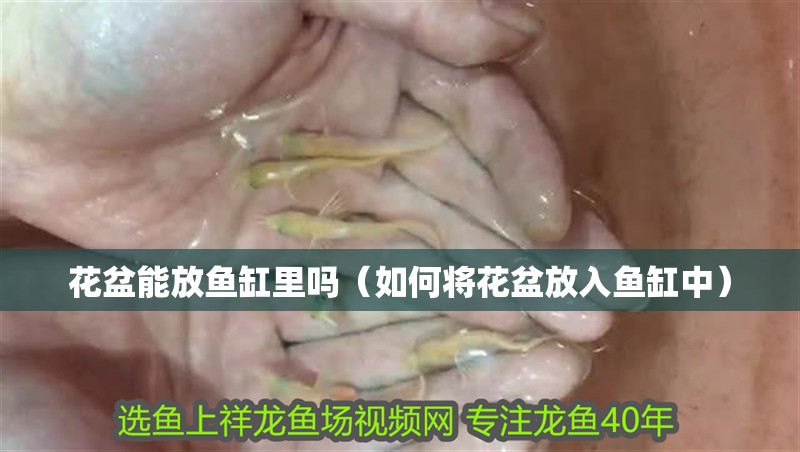 花盆能放魚缸里嗎（如何將花盆放入魚缸中） 花盆能放魚缸里嗎（如何將花盆放入魚缸中） 魚缸百科