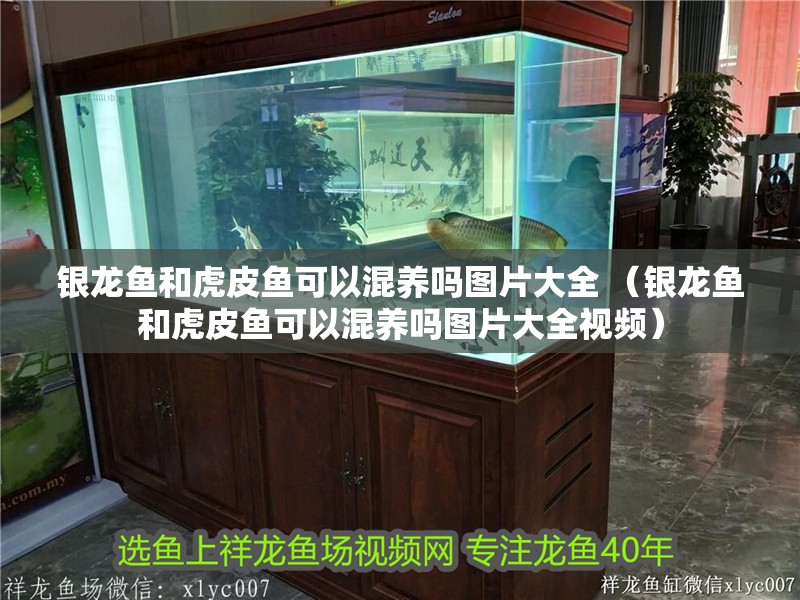 銀龍魚和虎皮魚可以混養嗎圖片大全 （銀龍魚和虎皮魚可以混養嗎圖片大全視頻）