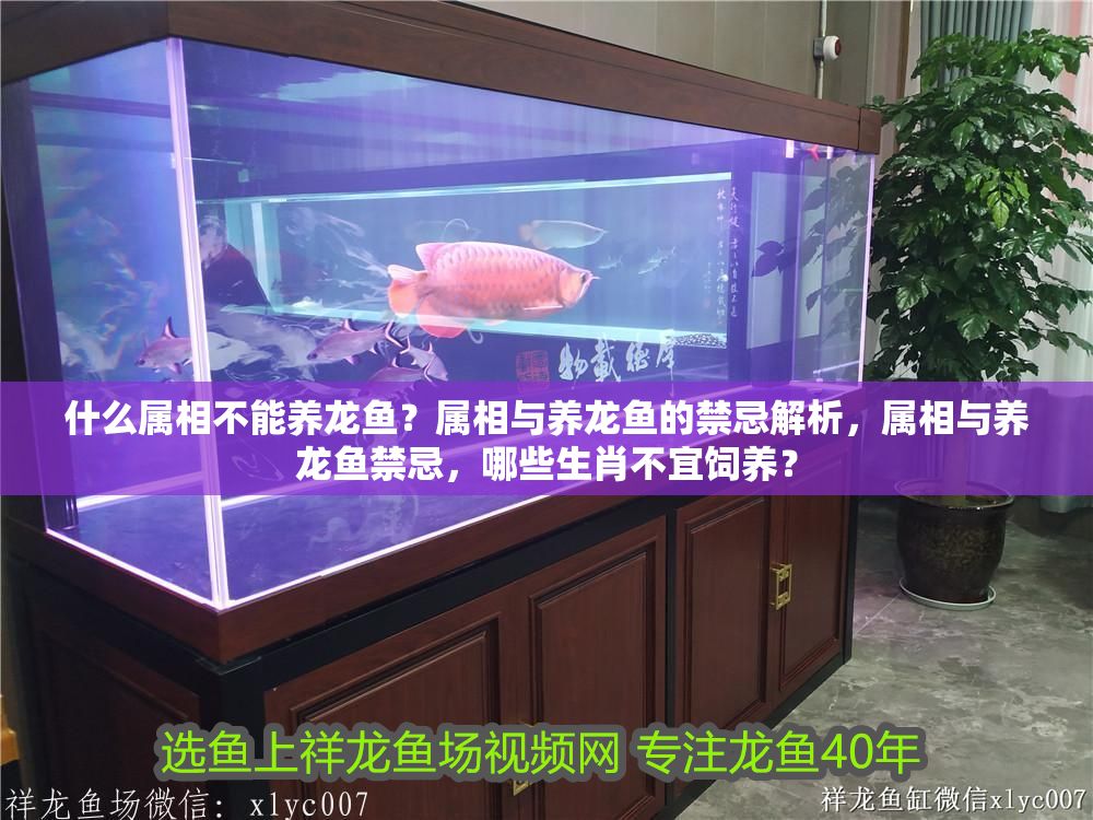 什么屬相不能養龍魚？屬相與養龍魚的禁忌解析，屬相與養龍魚禁忌，哪些生肖不宜飼養？