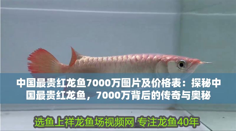 中國最貴紅龍魚7000萬圖片及價格表：探秘中國最貴紅龍魚，7000萬背后的傳奇與奧秘