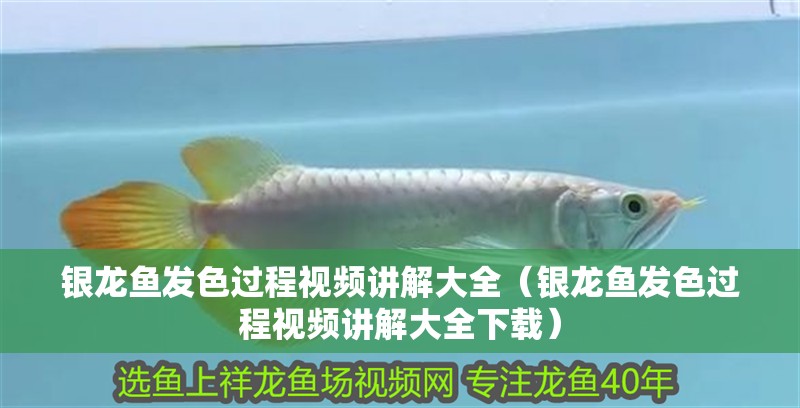 銀龍魚發色過程視頻講解大全（銀龍魚發色過程視頻講解大全下載）