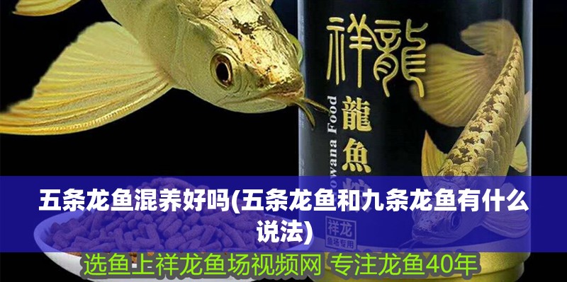 五條龍魚混養好嗎(五條龍魚和九條龍魚有什么說法)