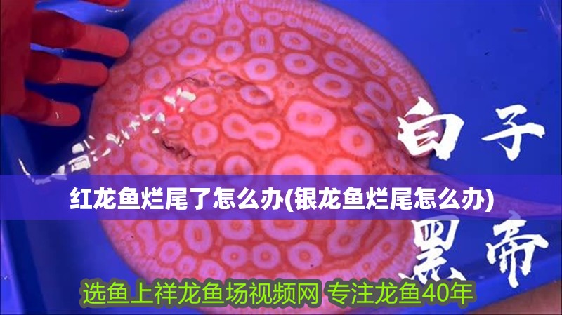 紅龍魚(yú)爛尾了怎么辦(銀龍魚(yú)爛尾怎么辦)