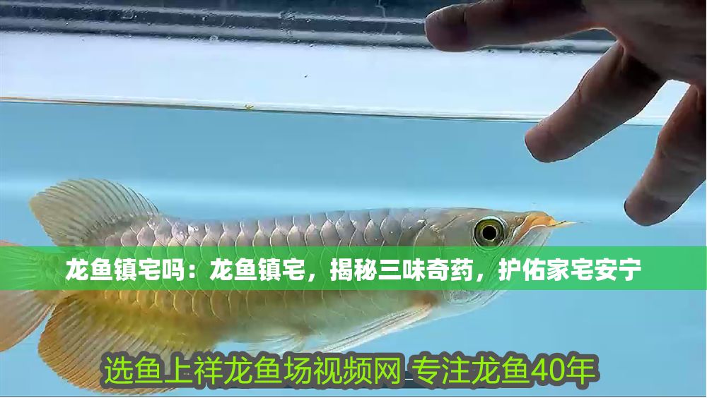 龍魚鎮(zhèn)宅嗎：龍魚鎮(zhèn)宅，揭秘三味奇藥，護(hù)佑家宅安寧