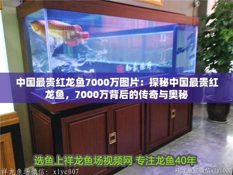 中國最貴紅龍魚7000萬圖片：探秘中國最貴紅龍魚，7000萬背后的傳奇與奧秘