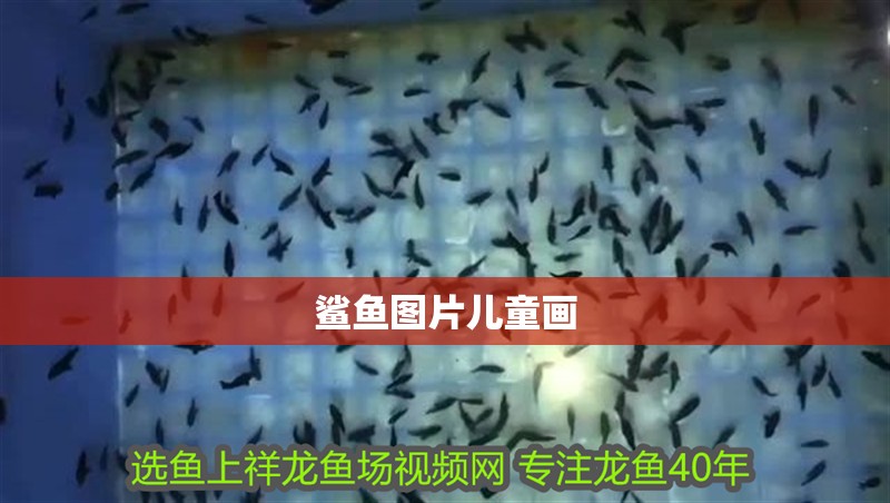 鯊魚圖片兒童畫