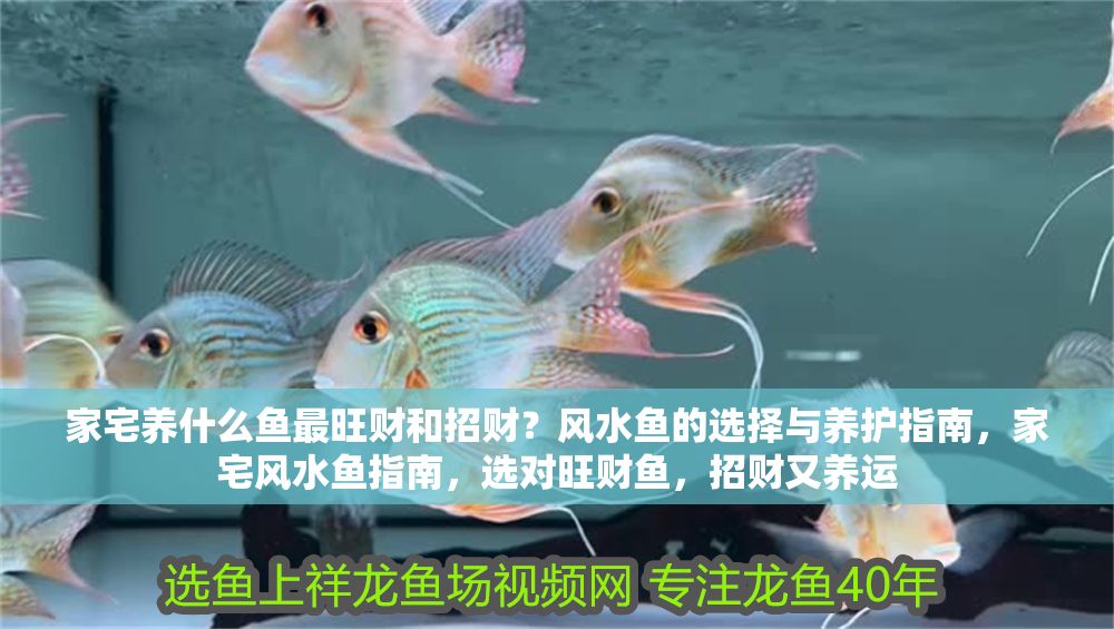 家宅養(yǎng)什么魚最旺財(cái)和招財(cái)？風(fēng)水魚的選擇與養(yǎng)護(hù)指南，家宅風(fēng)水魚指南，選對旺財(cái)魚，招財(cái)又養(yǎng)運(yùn)