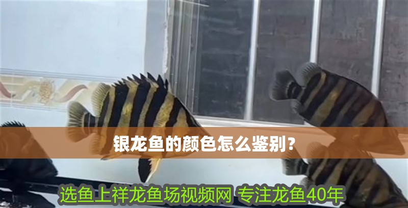 銀龍魚的顏色怎么鑒別？