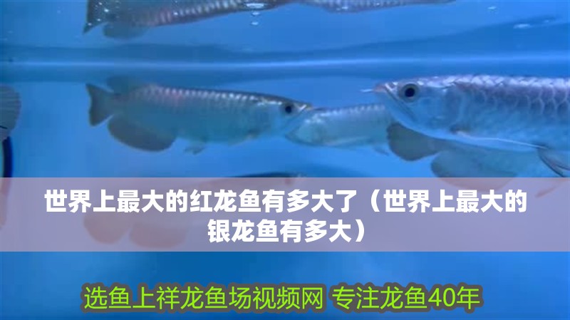 世界上最大的紅龍魚有多大了（世界上最大的銀龍魚有多大）