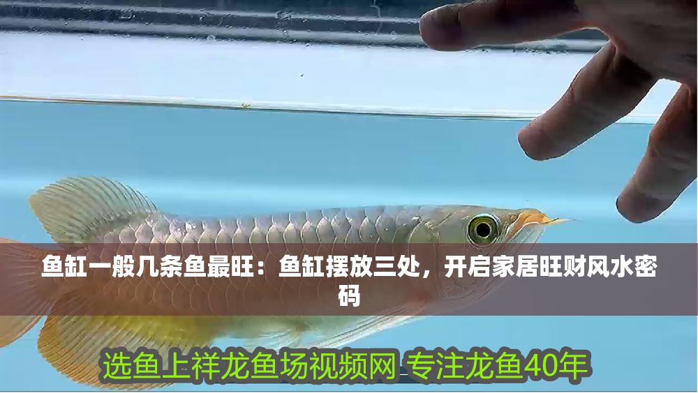 魚(yú)缸一般幾條魚(yú)最旺：魚(yú)缸擺放三處，開(kāi)啟家居旺財(cái)風(fēng)水密碼