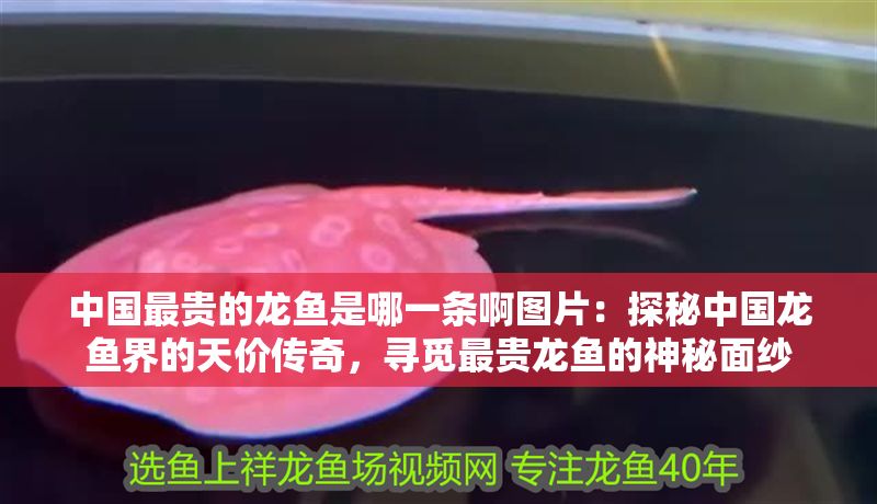 中國最貴的龍魚是哪一條啊圖片：探秘中國龍魚界的天價傳奇，尋覓最貴龍魚的神秘面紗
