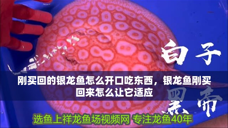 剛買(mǎi)回的銀龍魚(yú)怎么開(kāi)口吃東西，銀龍魚(yú)剛買(mǎi)回來(lái)怎么讓它適應(yīng)
