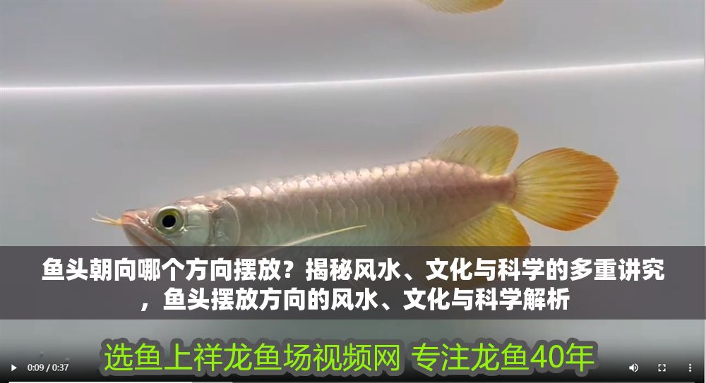 魚頭朝向哪個(gè)方向擺放？揭秘風(fēng)水、文化與科學(xué)的多重講究，魚頭擺放方向的風(fēng)水、文化與科學(xué)解析