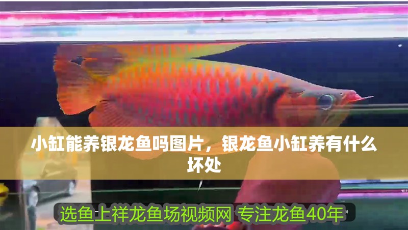 小缸能養銀龍魚嗎圖片，銀龍魚小缸養有什么壞處